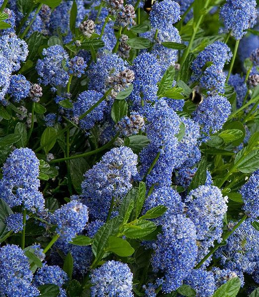 Ceanothus Impressus Victoria 1,5lit.